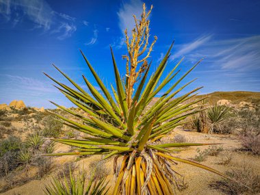 A closeup of a Mojave yucca or Spanish dagger plant growing in Joshua Tree National Park, USA clipart