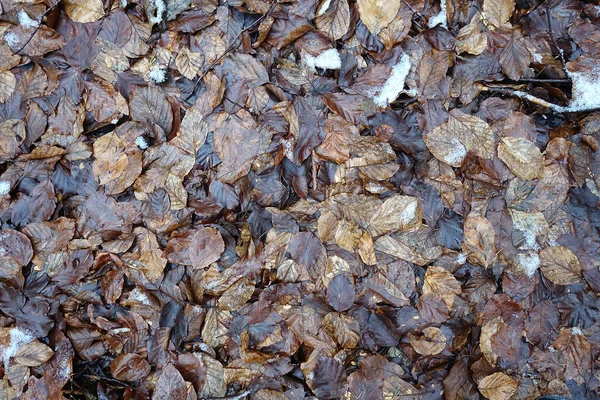 Uma Vista Superior Folhas Molhadas Chão Floresta — Fotografia de Stock