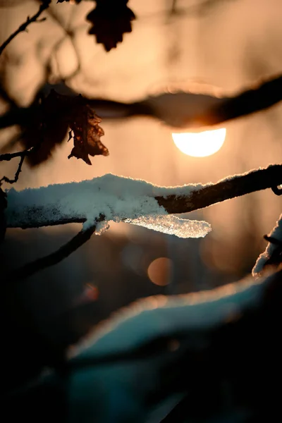 Vertikal Bild Snöiga Trädgrenar Solljus Skogen — Stockfoto