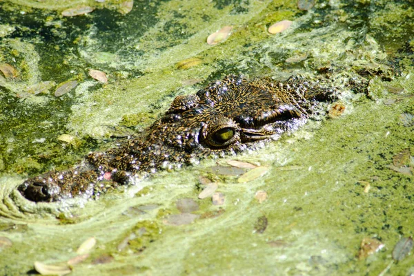 Closeup Shot Eyes Snout Crocodile Dirty Surface — Foto de Stock