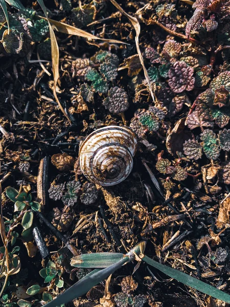 森林地面上的陆地蜗牛的头像 — 图库照片