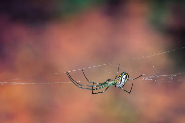 Uma Grande Aranha Colorida Cabeça Para Baixo Pendurada Teia Com — Fotografia de Stock