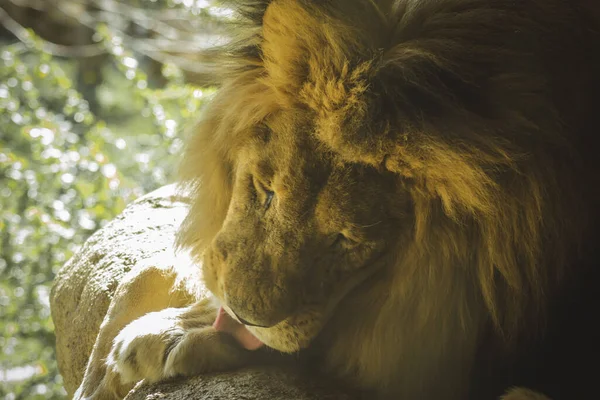 一只狮子在清理自己的近照 — 图库照片