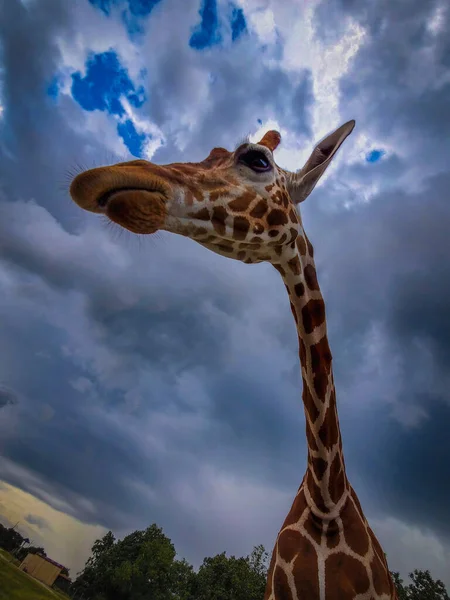 Headshot Northern Giraffe Low Angle View Animal Background Dramatic Sky — Photo