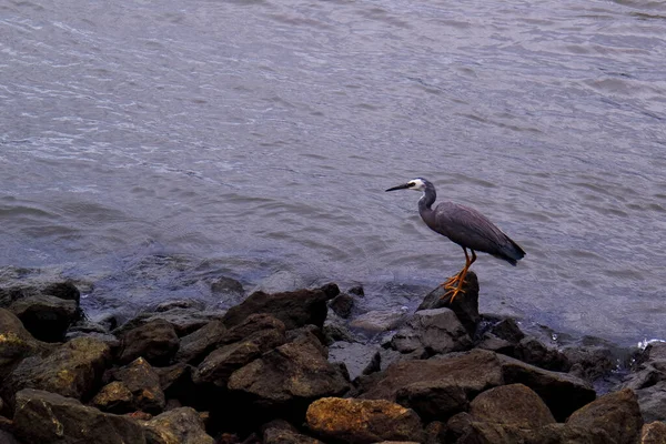 Heron Perched Rocks Surrounded Water Evening — Photo