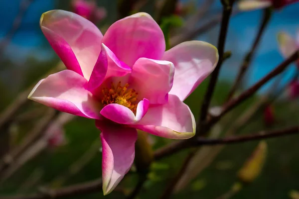 Blossomed Purple Magnolia Flower Natural Background — Foto de Stock