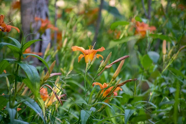 A closeup of orange day-lily flowers blooming outdoors