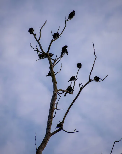 어두운 배경의 새들의 — 스톡 사진