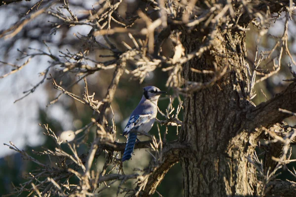 Shallow Focus Blue Jay Bird Perched Tree Branch — Foto de Stock
