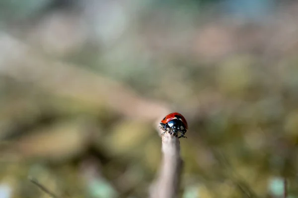 在阳光灿烂的日子里 一只瓢虫朝着摄像机走去 这是一张浅浅的焦距照片 — 图库照片