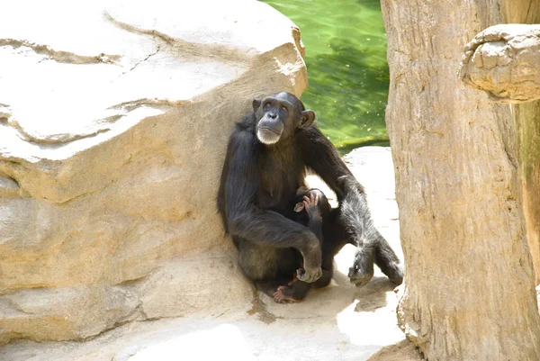 Egy Közelkép Egy Női Csimpánzról Amint Egy Hatalmas Sziklára Támaszkodik — Stock Fotó