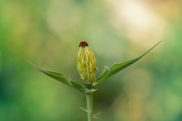 Eine Selektive Fokusaufnahme Der Blühenden Blume — Stockfoto