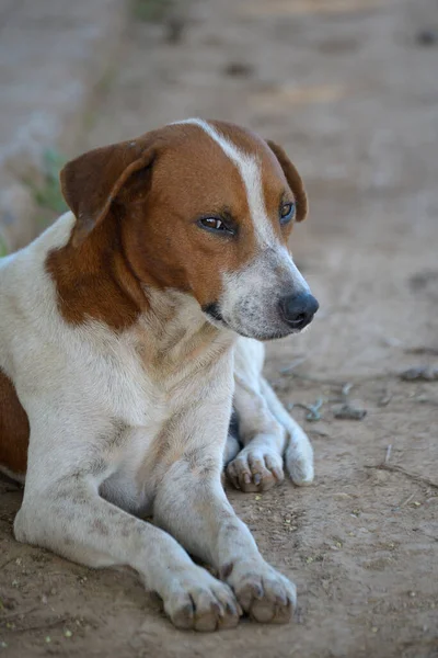 Cão Terrier Bonito Branco Marrom Sentado Uma Rua — Fotografia de Stock