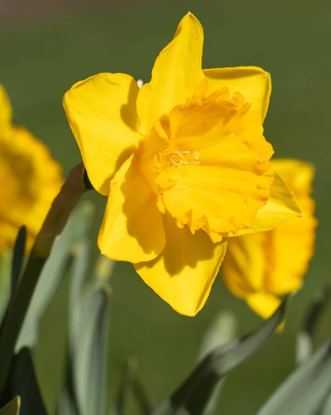 Foco Seletivo Flores Amarelas Narciso Crescendo Campo — Fotografia de Stock