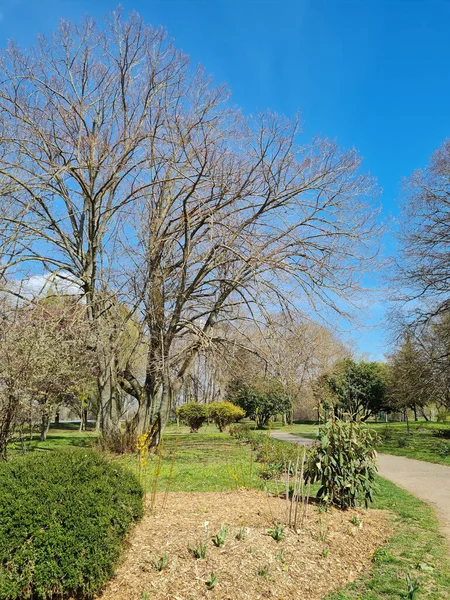 Uma Vista Natural Árvores Nuas Gramíneas Verdes Parque Sob Fundo — Fotografia de Stock