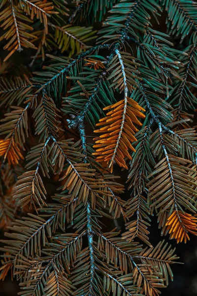 Sonbahar Kozalaklı Ağaç Dallarının Dikey Yakın Çekim Görüntüsü — Stok fotoğraf