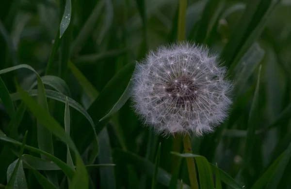 Closeup Common Dandelion Taraxacum Officinale Clock Green Grass — ストック写真