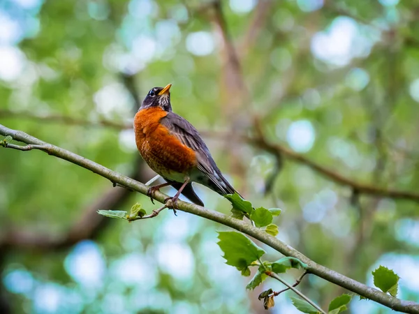 Único Pássaro Robin Americano Sentado Galho Árvore Fundo Embaçado — Fotografia de Stock