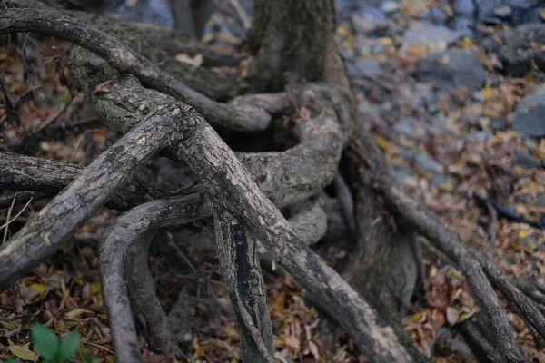 Selective Focus Tree Roots Growing Ground Forest —  Fotos de Stock