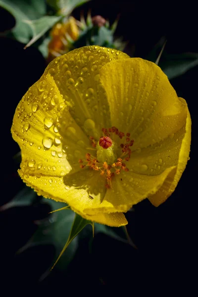 Closeup Shot Beautiful Yellow Poppy Covered Dewdrops — Foto de Stock