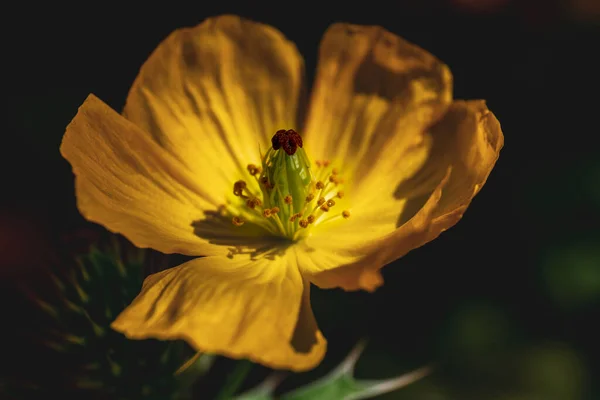 Closeup Shot Yellow Poppy Flower Garden — Foto de Stock