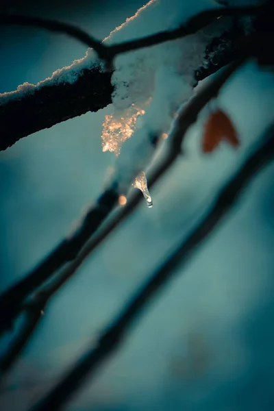 Colpo Verticale Rami Albero Innevati Nella Foresta — Foto Stock