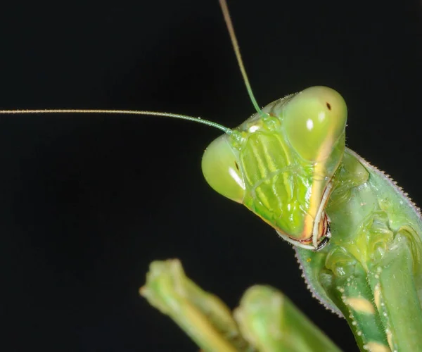 Makro Záběr Zelené Kudlanky Nábožné Izolované Tmavém Pozadí — Stock fotografie