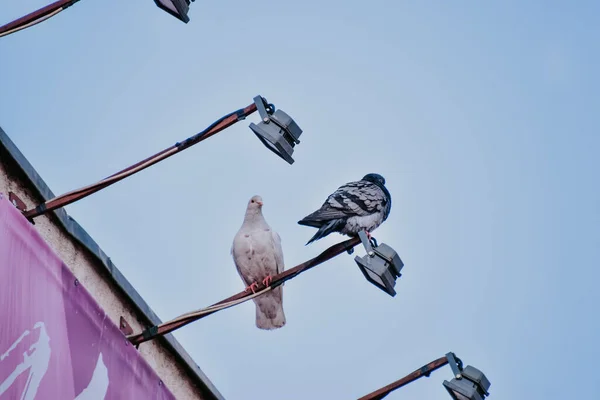 Tiro Ângulo Baixo Duas Pombas Empoleiradas Holofote Outdoor — Fotografia de Stock