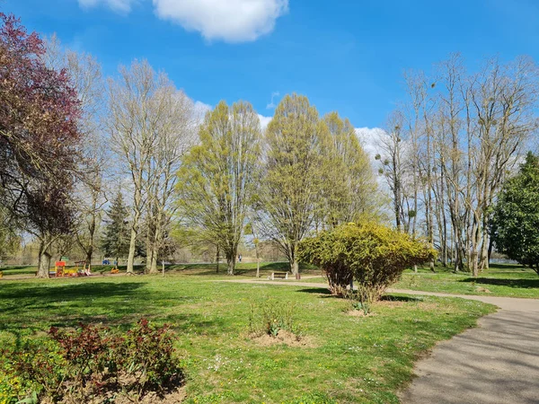 Natural View Trees Green Grasses Park Clear Blue Sky Background —  Fotos de Stock