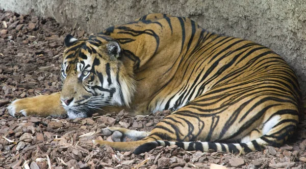 Tiro Perto Tigre Adulto Deitado Chão — Fotografia de Stock