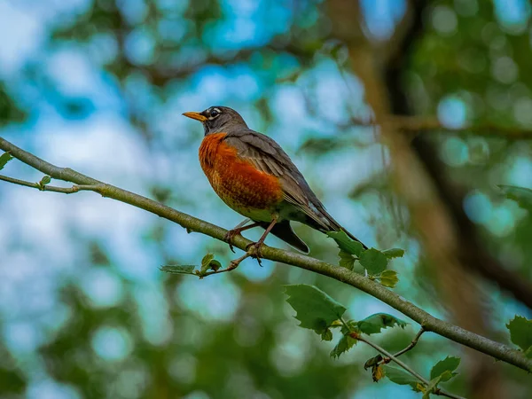 Merle Amérique Perché Sur Une Branche Arbre Arrière Plan Flou — Photo