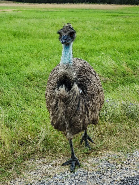 Pojedynczy Ptak Emu Brodzący Zielonym Polu — Zdjęcie stockowe