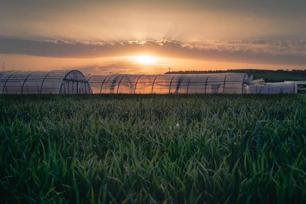 Ein Foto Von Einem Schönen Sonnenuntergang Einem Grünen Feld — Stockfoto