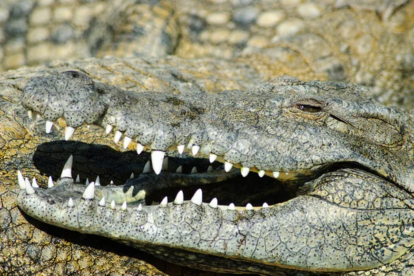 Tiro Perto Rosto Crocodilo Com Boca Enorme Aberta Num Dia — Fotografia de Stock