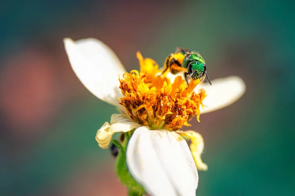Μια Μέλισσα Γονιμοποιεί Άγριο Λουλούδι — Φωτογραφία Αρχείου