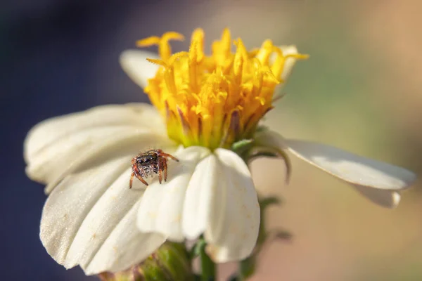 Egy Fehér Virág Sárga Középen Egy Aranyos Kis Pók Szirmain — Stock Fotó