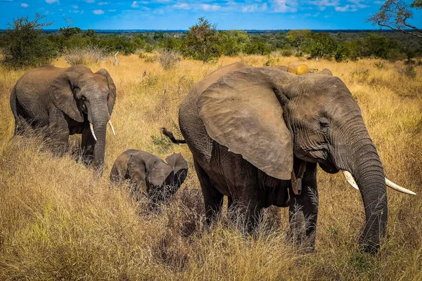 一群非洲丛林象在南非克鲁格国家公园涉水 — 图库照片