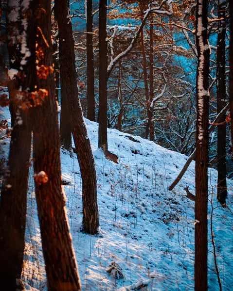 Tiro Vertical Troncos Árvores Uma Floresta Nevada Durante Inverno — Fotografia de Stock