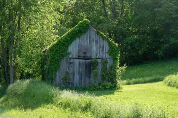 Old Wooden Barn Covered Foliage Peaceful Forest —  Fotos de Stock