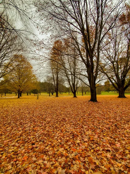 Ένα Χαλί Από Φύλλα Χρυσού Πεσμένα Φθινόπωρο Στο Πάρκο Γυμνά — Φωτογραφία Αρχείου