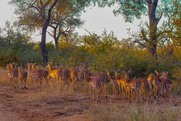 Una Manada Antílopes Impala Pastando Parque Nacional Kruger Sudáfrica — Foto de Stock