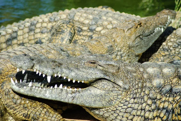 Egy Közelkép Egy Krokodilarcról Aminek Hatalmas Szája Nyitva Van Egy — Stock Fotó