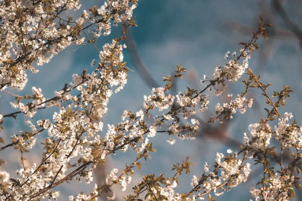 Bulutlu Bir Arka Planda Güzel Bir Kiraz Çiçeği Görüntüsü — Stok fotoğraf