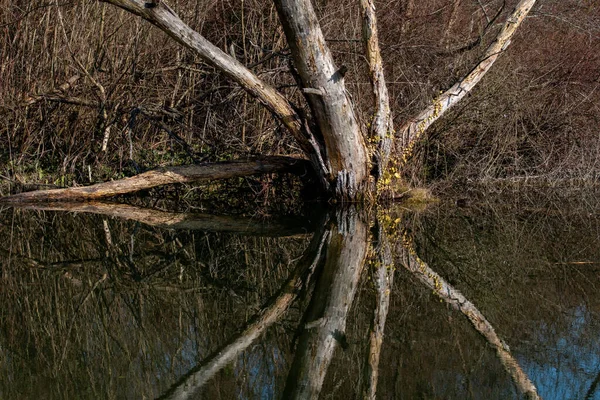 호수의 표면에 반사되어 아름다운 나무의 — 스톡 사진