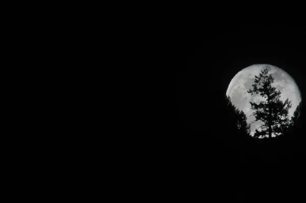 Night Shot Full Moon Trees Silhouette — Stock Photo, Image