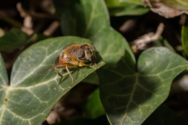 Closeup Shot Bee Resting Green Leaf Sunlight — Photo