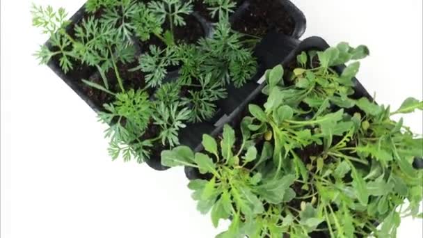 Groene Planten Potten Geïsoleerd Witte Achtergrond Close — Stockvideo