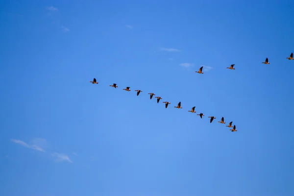 Zicht Een Zwerm Trekkende Vogels Zwevend Blauwe Lucht — Stockfoto