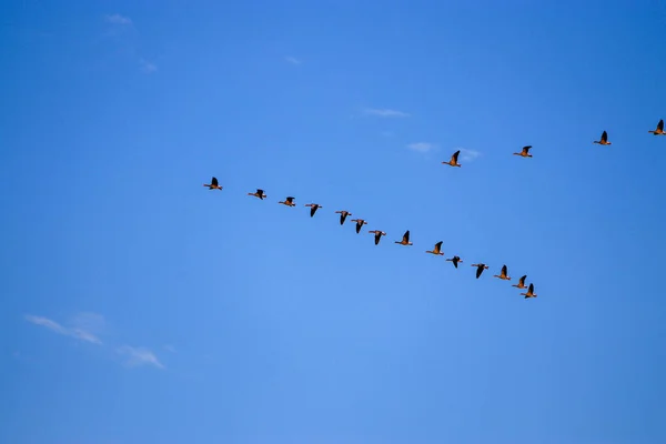 Blick Auf Eine Schar Zugvögel Die Blauen Himmel Schweben — Stockfoto