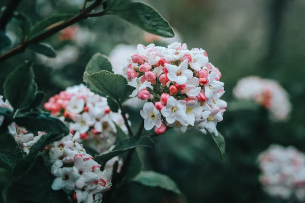 Вид Зверху Красиві Квіти Вібурнум — стокове фото